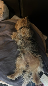 Photo de galerie - Garde chien