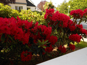 Photo de galerie - Entretien massif fleurs