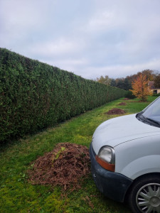Photo de galerie - Débarrassage de taille de haie 
