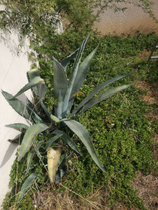 Photo de galerie - Pourpier envahissant et agave non souhaité