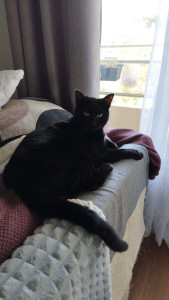 Photo de galerie - Garde animaux