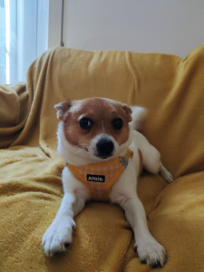 Photo de galerie - Garde de la petite Ariah (Spitz) ?