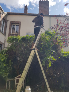 Photo de galerie - Taille haie 