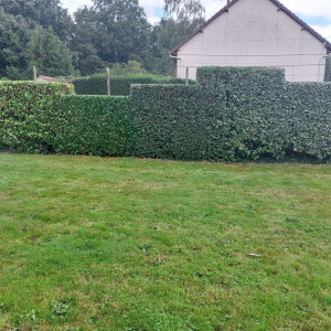 Photo de galerie - Taille de haies et d'arbustes