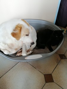 Photo de galerie - 2 de mes bébés, tendresse entre chien et chat 