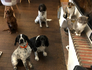 Photo de galerie - On attend le repas sagement 