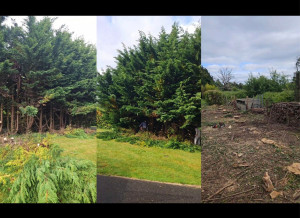 Photo de galerie - Elagage et coupe d'arbres