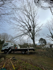 Photo de galerie - Elagage et coupe d'arbres