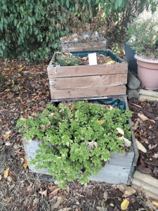 Photo de galerie - Pot que j'ai fait avec des palettes en bois    pour mettre une bâche dans le pot en palettes et mettre des plantes de dans .