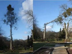 Photo de galerie - Elagage et coupe d'arbres
