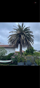 Photo de galerie - Elagage et coupe d'arbres