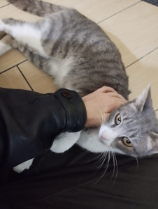 Photo de galerie - Je fais des gardes de chats assez fréquemment ^~^