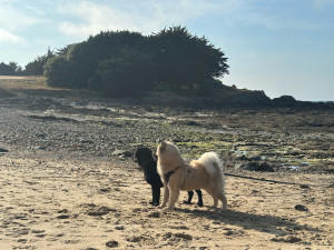 Photo de galerie - Mon Loulou et son meilleur copain 