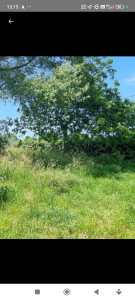 Photo de galerie - Tonte de pelouse - Débroussaillage