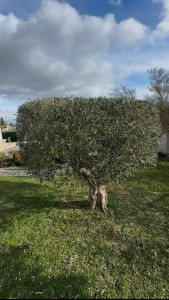 Photo de galerie - Taille d'un olivier