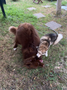 Photo de galerie - Garde chien