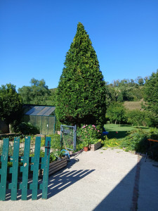 Photo de galerie - Taille de thuya en cône 