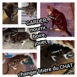 Photo de galerie - GARDER, nourrir, boire, jouer, changer litière du CHAT