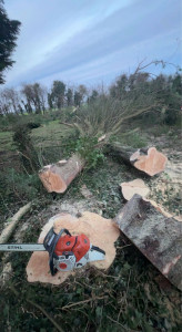 Photo de galerie - Elagage et coupe d'arbres