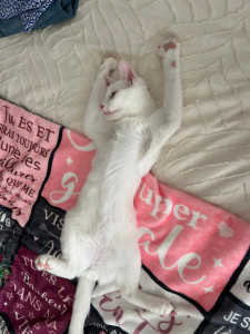 Photo de galerie - Adorable chaton