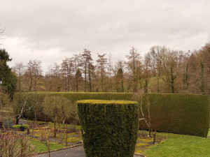 Photo de galerie - Taille de haie 