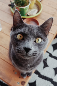 Photo de galerie - Visite chat à votre domicile petsitting