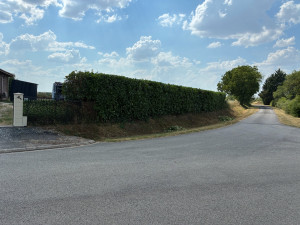 Photo de galerie - Taille de haie 