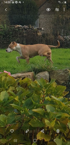 Photo de galerie - Ici la staf 1 bouledogue français 2 chats 5 poules 1 1 lapin 3 semaines couple enfants parties en vacances d été 