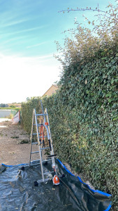 Photo de galerie - Taille de haies et d'arbustes