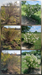 Photo de galerie -  Un nettoyage hivernal, un peu de soin et voilà le résultat quelques mois plus tard.
Ces rosiers buissons ont retrouvé vigueur, équilibre et une belle floraison grâce à un entretien adapté.