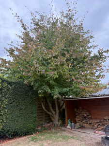 Photo de galerie - Avant élagage 