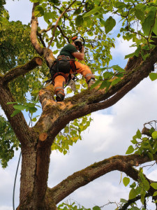 Photo de galerie - Abattage d'arbres 
