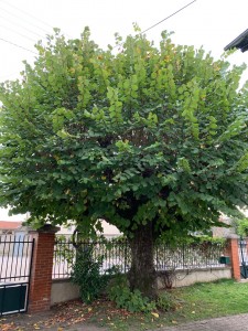 Photo de galerie - Elagage et coupe d'arbres