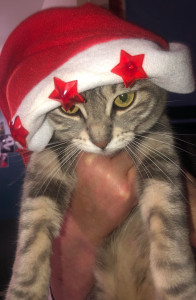 Photo de galerie - Mon chat pepette