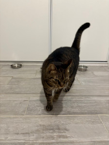 Photo de galerie - Kaline, chat gardé à mon domicile 