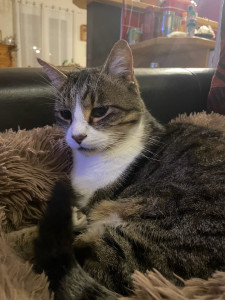 Photo de galerie - Garde de chat 