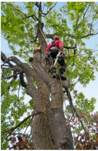 Photo de galerie - Abbatage 