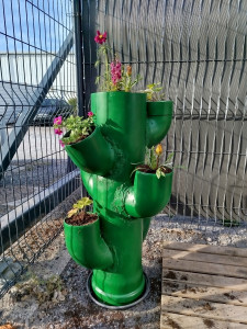 Photo de galerie - Cactus ? pour plantation 