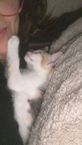 Photo de galerie - Garde de chat