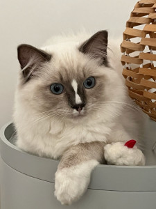 Photo de galerie - Garde chat
