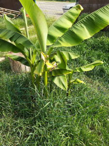 Photo de galerie - Paysagiste - Aménagement du jardin