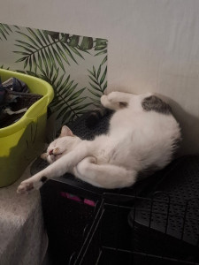 Photo de galerie - Pat petit chat de 3ans profite de ces   vacances a la maison pendant que son papa profite aussi sereinement son séjour en ecosse
