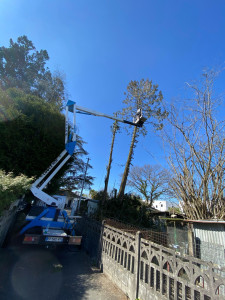 Photo de galerie - Abattage d’arbres avec camion, nacelle