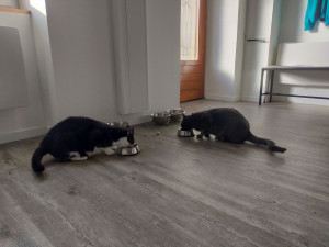 Photo de galerie - Garde de deux loulous timides (mais gloutons) pendant le week-end de leur maman