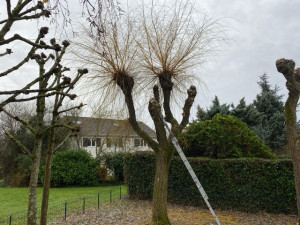 Photo de galerie - Elagage et coupe d'arbres