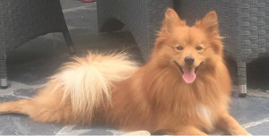 Photo de galerie - Looki