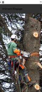 Photo de galerie - Elagage et coupe d'arbres