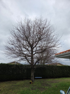 Photo de galerie - Avant la taille de remise en forme