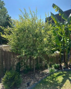 Photo de galerie - Avant la taille