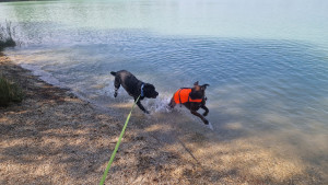 Photo de galerie - Garde chien
